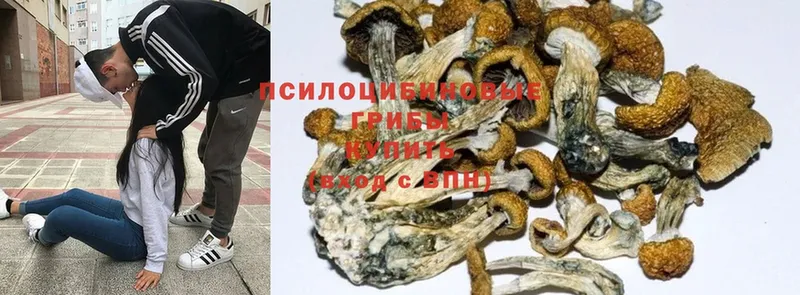 Псилоцибиновые грибы Psilocybine cubensis  что такое   блэк спрут ТОР  Изобильный 